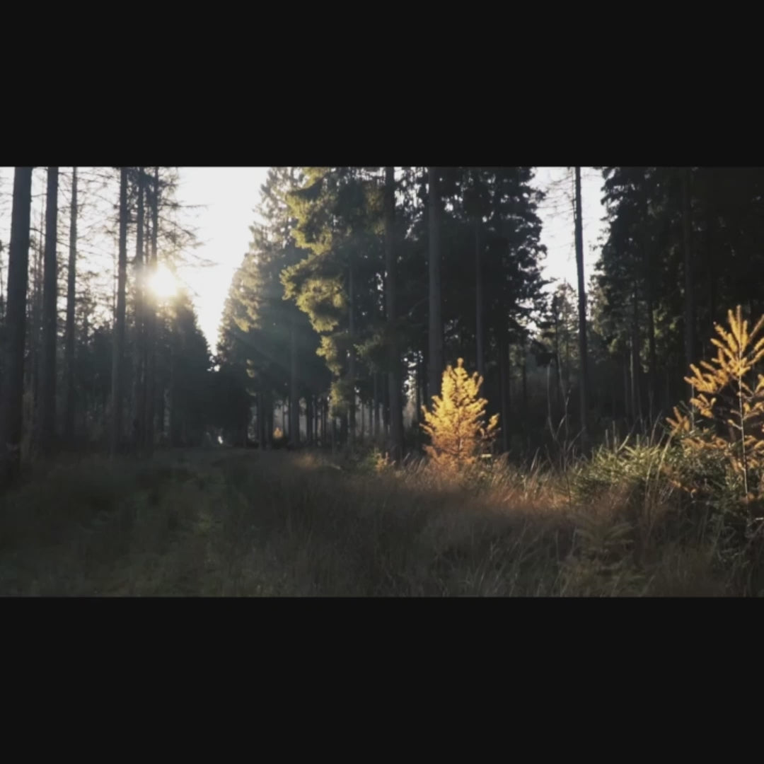 Nascondiglio Caverne Roccia Rettili Decorazioni Terrari Accessori Gabbia Rettili