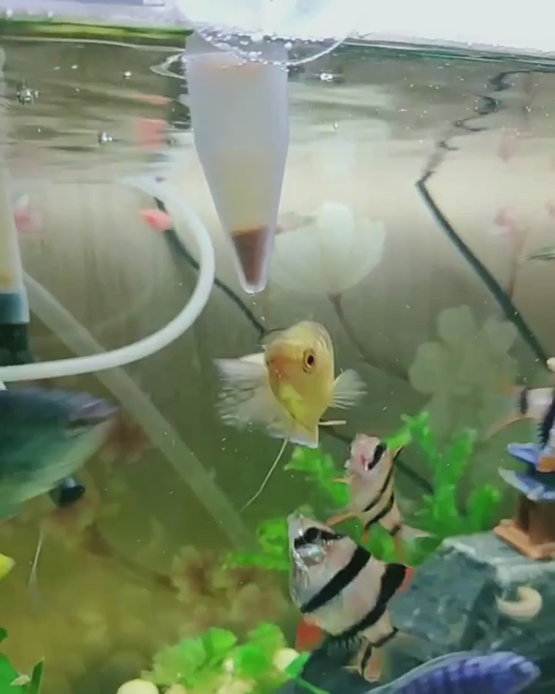 Mangiatoia Plastica Piccole Dimensioni Capacità 5ml Trasparente Cono Ventosa